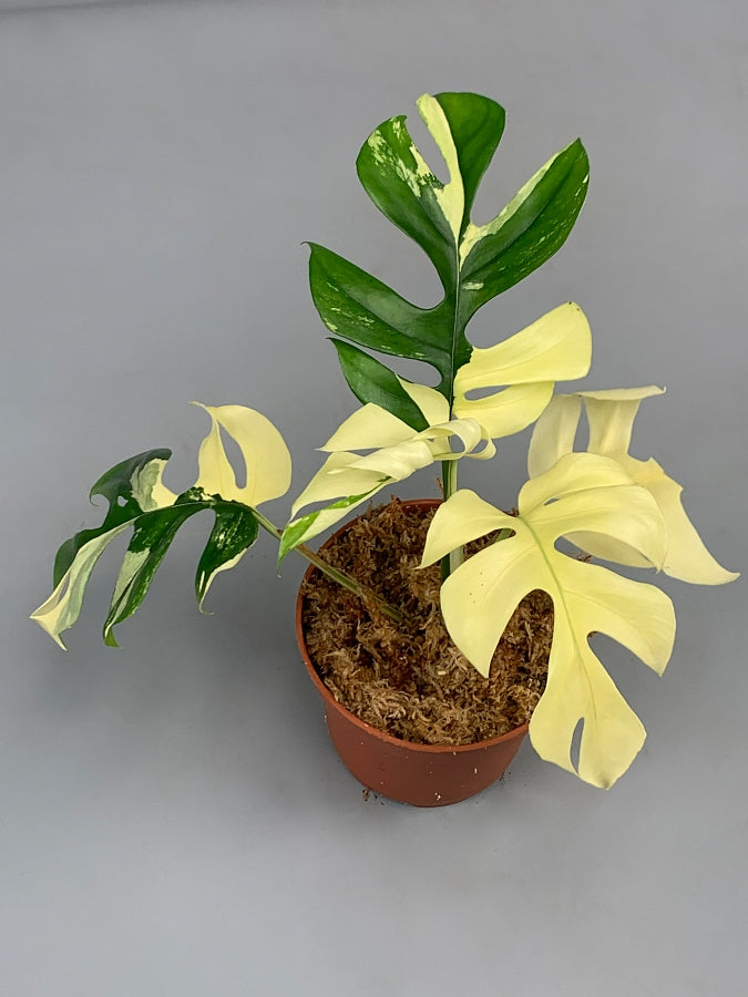 Monstera minima variegated albo "Full Moon"