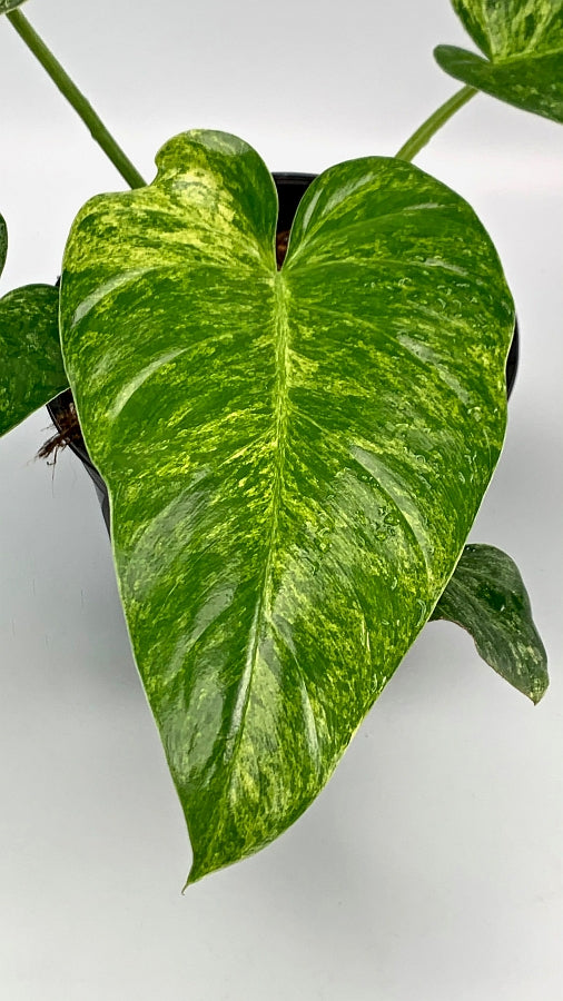 Philodendron Giganteum Variegata