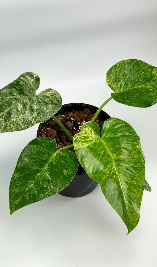 Philodendron Giganteum Variegata