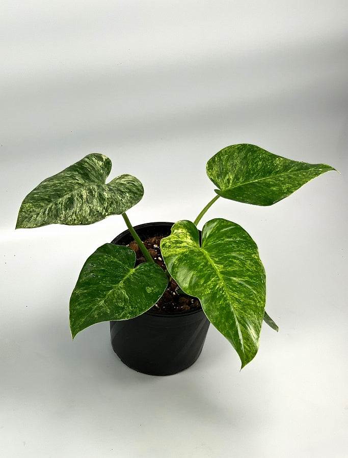 Philodendron Giganteum Variegata