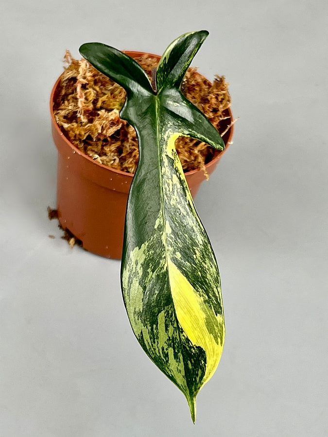 Philodendron Florida Beauty (1 Leaf Cutting)