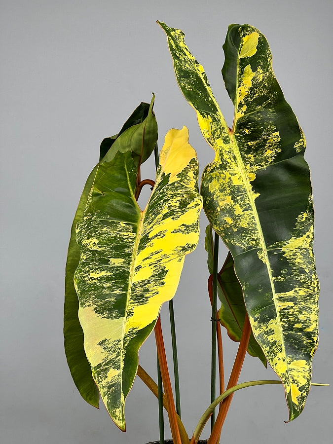 Philodendron billietiae Variegata (Medium Variegata)