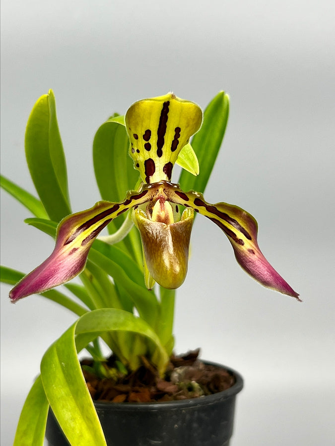 Paphiopedilum tigrinum "Small"