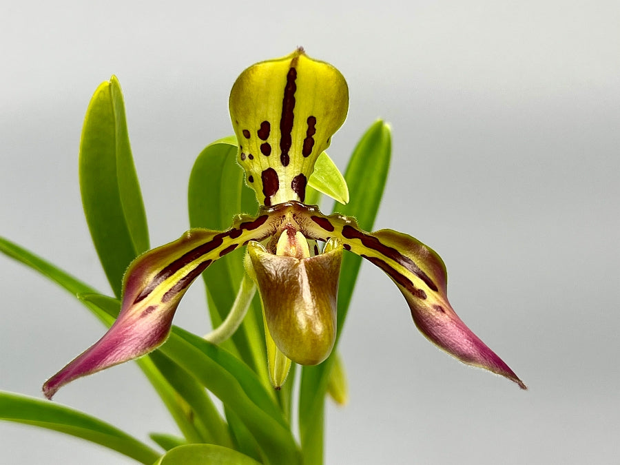Paphiopedilum tigrinum "Small"