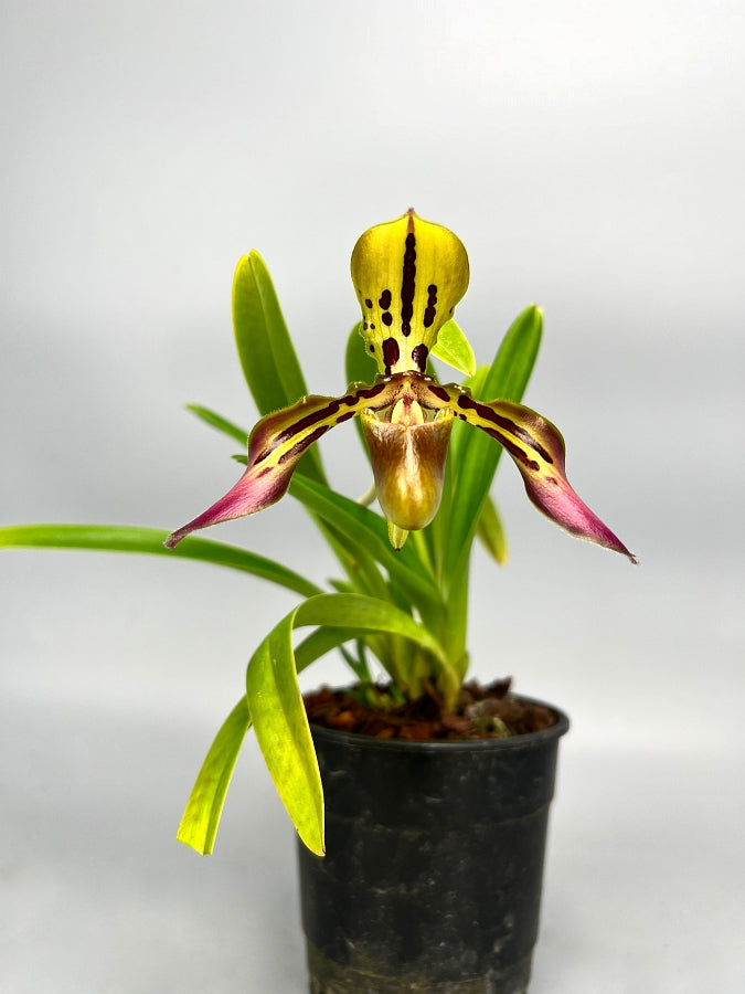 Paphiopedilum tigrinum "Small"