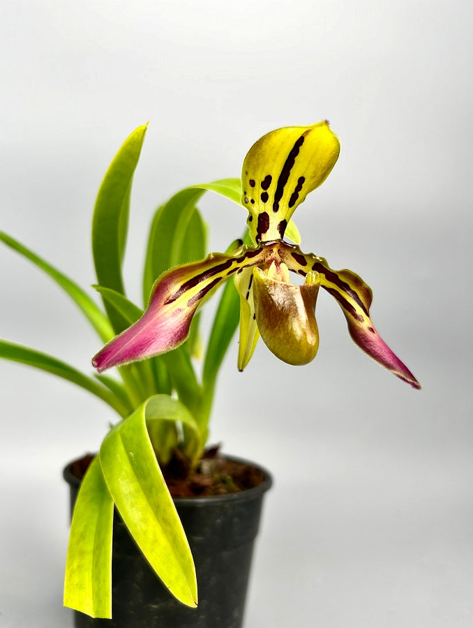 Paphiopedilum tigrinum "Small"
