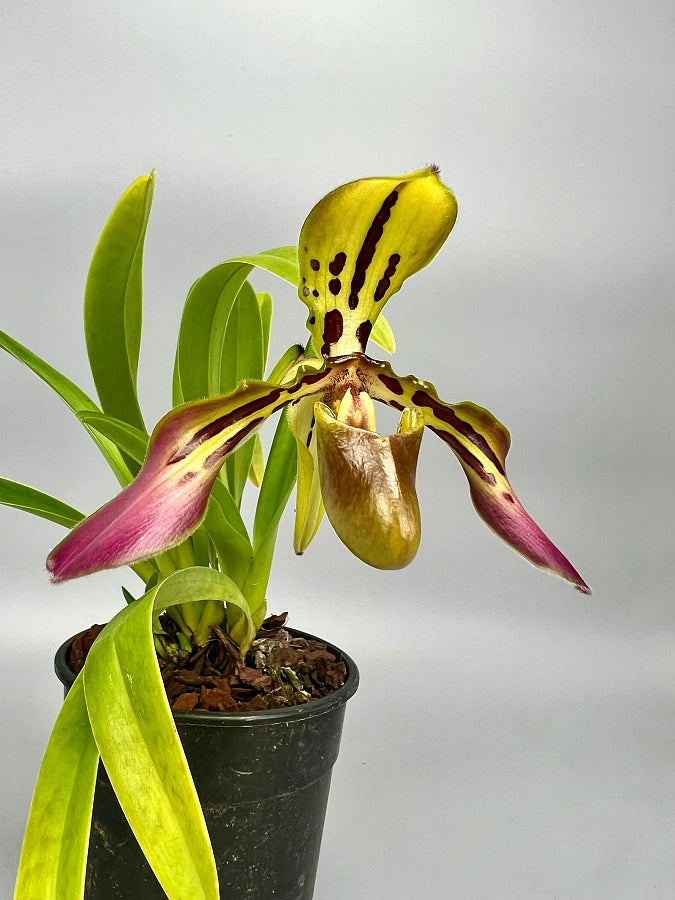Paphiopedilum tigrinum "Small"