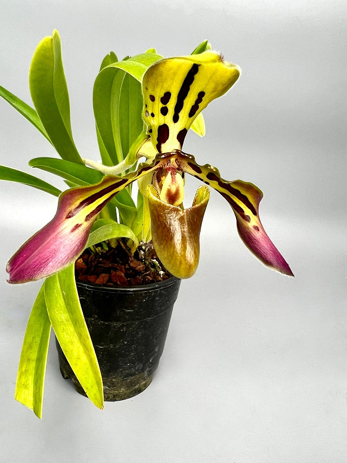 Paphiopedilum tigrinum "Small"