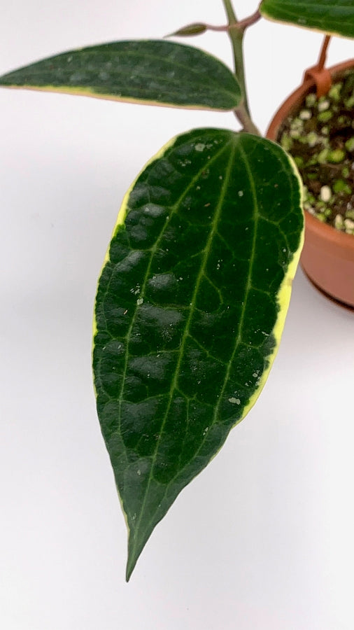Hoya macrophylla variegata