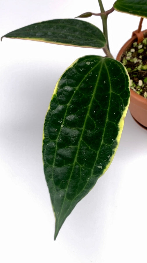 Hoya macrophylla variegata