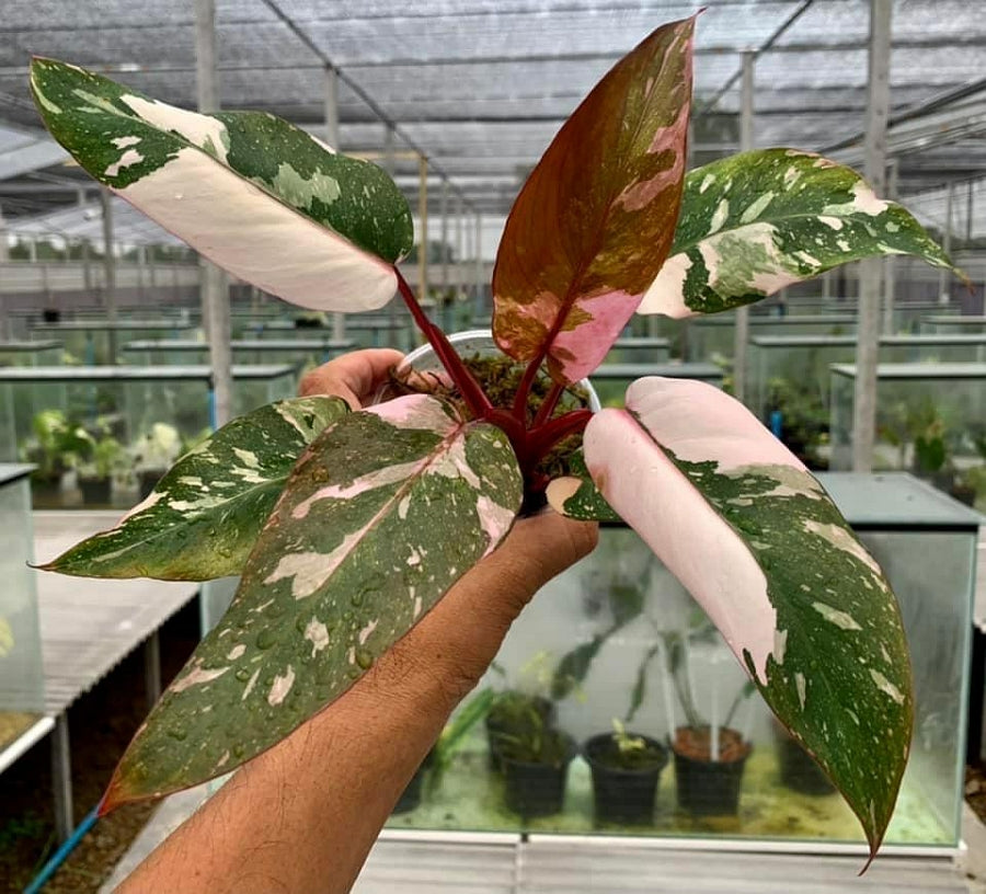Philodendron Pink Princess "Marble" Viel Rosa Variegata (Mittel pflanze) Größer