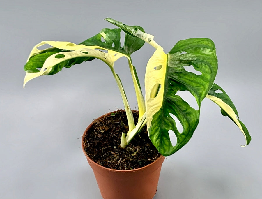 Monstera adansonii variegated Albo "Half Moon" (5/6 Leaves)