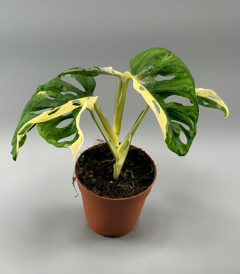 Monstera adansonii variegated Albo "Half Moon" (5/6 Leaves)