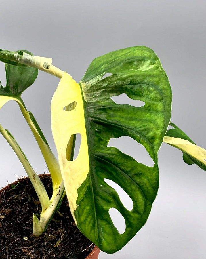 Monstera adansonii variegated Albo "Half Moon" (5/6 Leaves)