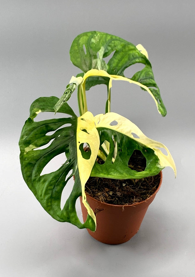 Monstera adansonii variegated Albo "Half Moon" (5/6 Leaves)