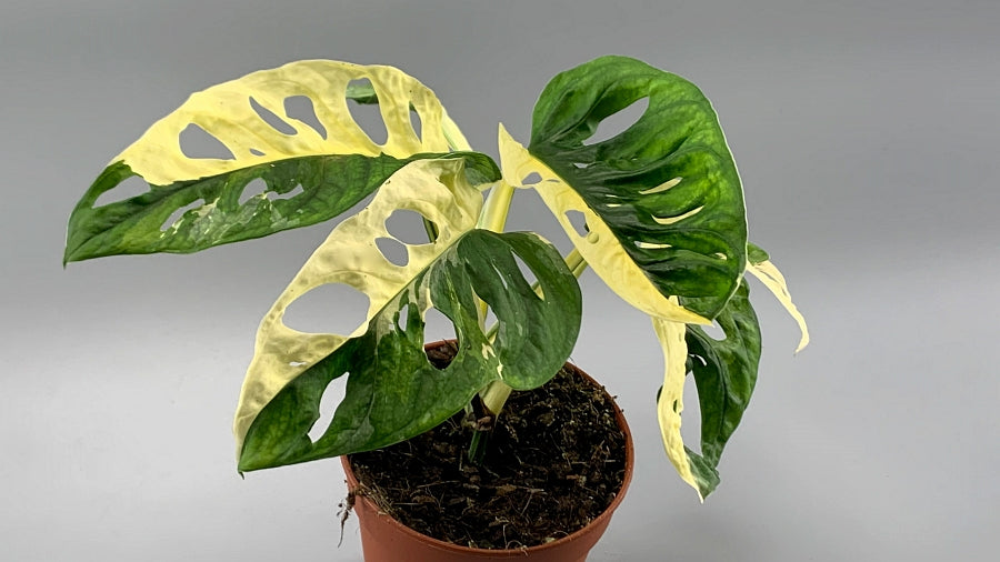 Monstera adansonii variegated Albo "Half Moon" (5/6 Leaves)