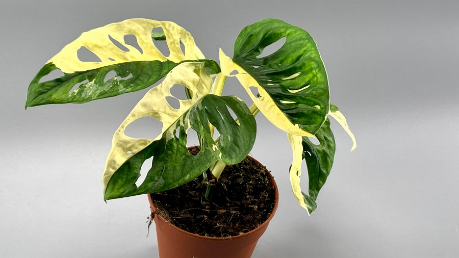 Monstera adansonii variegated Albo "Half Moon" (5/6 Leaves)