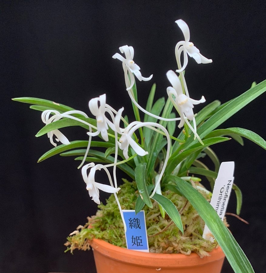 Neofinetia falcata "Orihime"