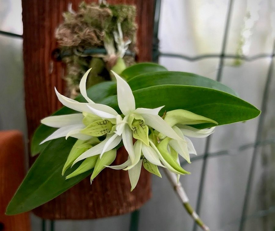 Dendrobium cuspidatum