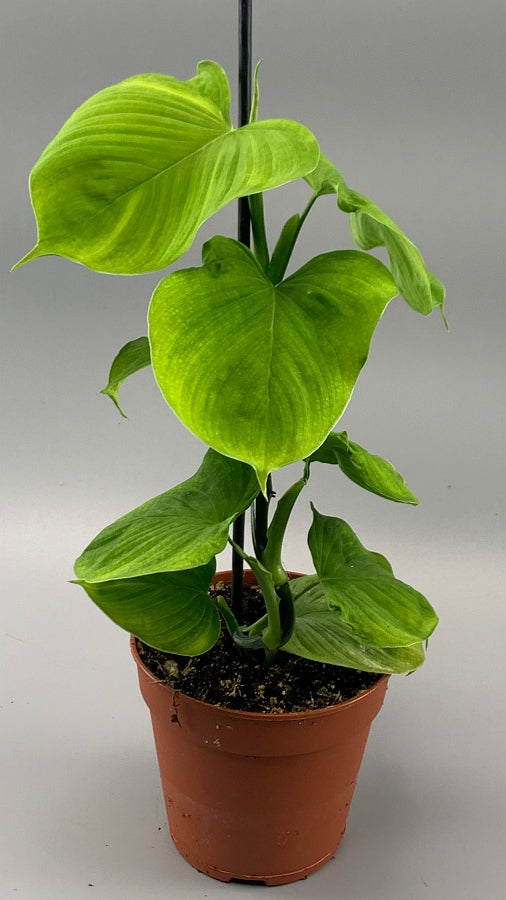 Philodendron fibraecataphyllum (Leaf cutting)