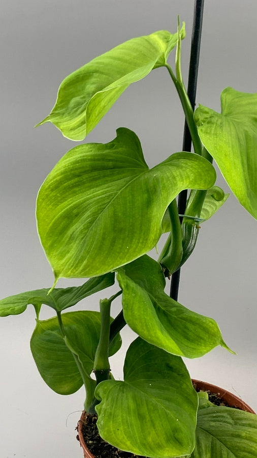 Philodendron fibraecataphyllum (Leaf cutting)