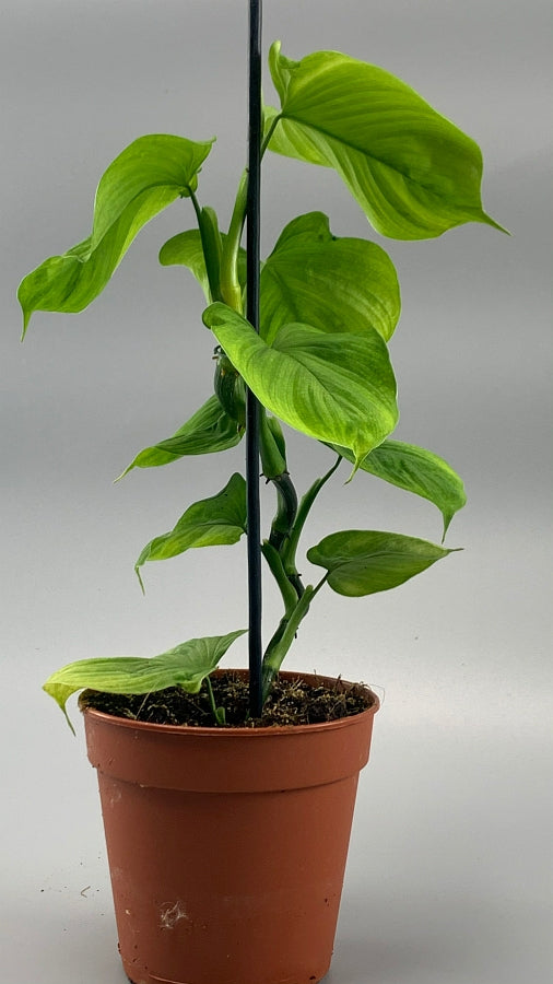 Philodendron fibraecataphyllum (Leaf cutting)
