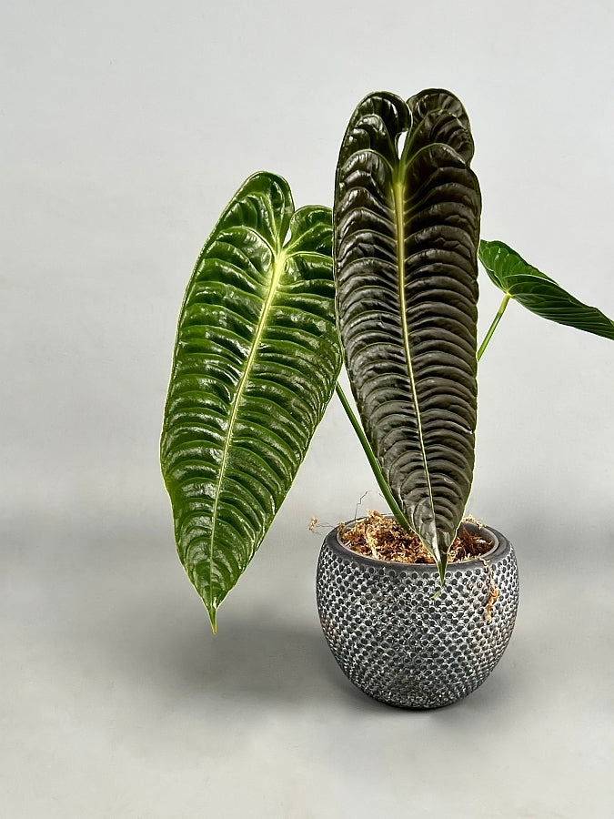 Anthurium veitchii 2/3 leaves