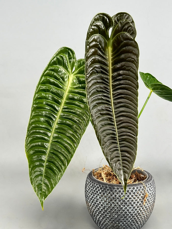 Anthurium veitchii 2/3 Blätter