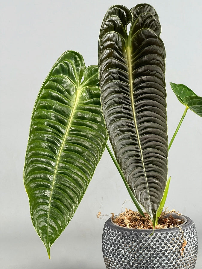 Anthurium veitchii 2/3 leaves