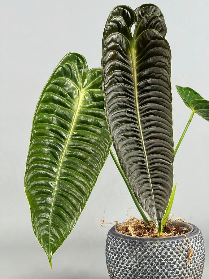 Anthurium veitchii 2/3 Blätter