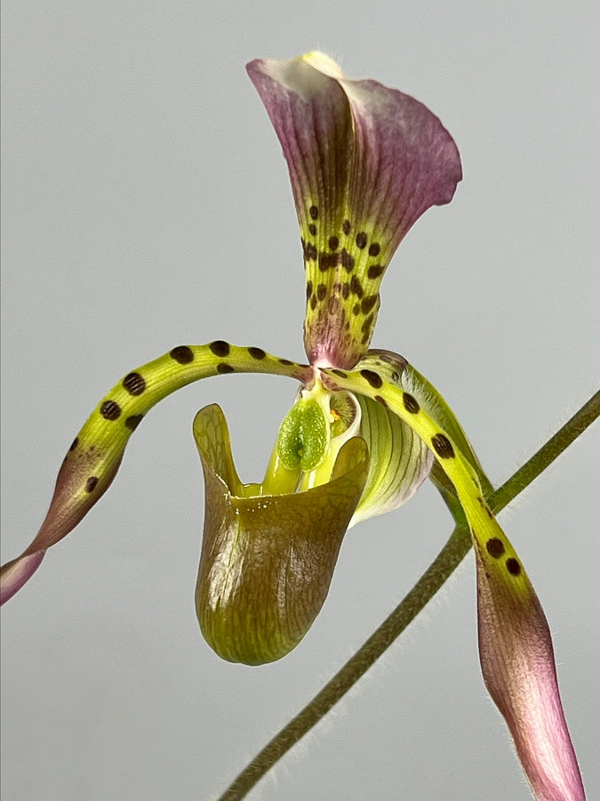 Paphiopedilum haynaldianum x Sib (Sami Vini x Purple Sorsai)