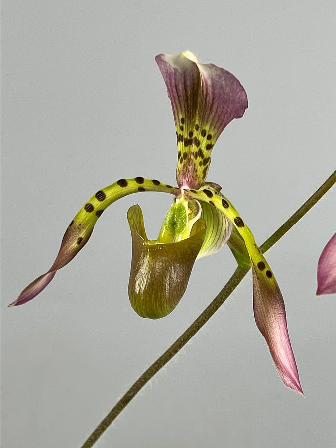 Paphiopedilum haynaldianum x Sib (Sami Vini x Purple Sorsai)