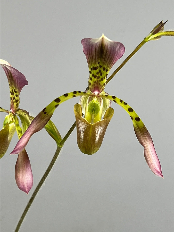 Paphiopedilum haynaldianum x Sib (Sami Vini x Purple Sorsai)