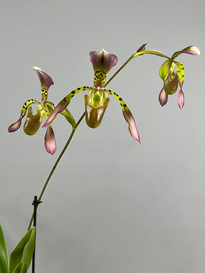Paphiopedilum haynaldianum x Sib (Sami Vini x Purple Sorsai)