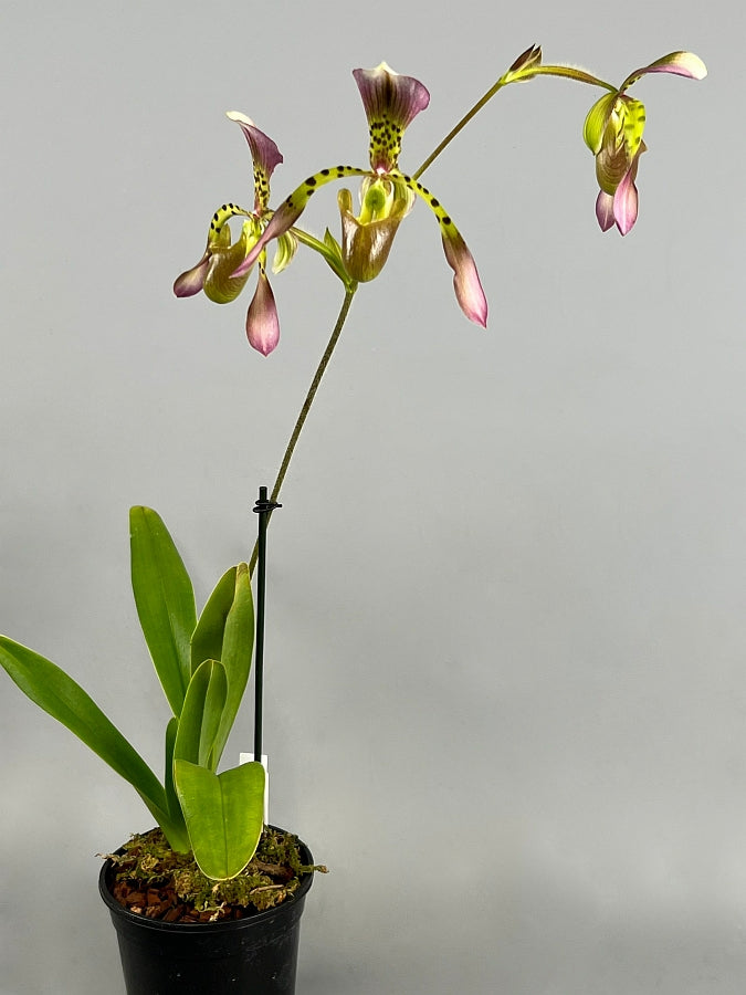 Paphiopedilum haynaldianum x Sib (Sami Vini x Purple Sorsai)