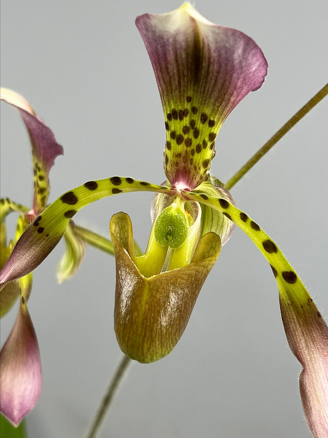 Paphiopedilum haynaldianum x Sib (Sami Vini x Purple Sorsai)