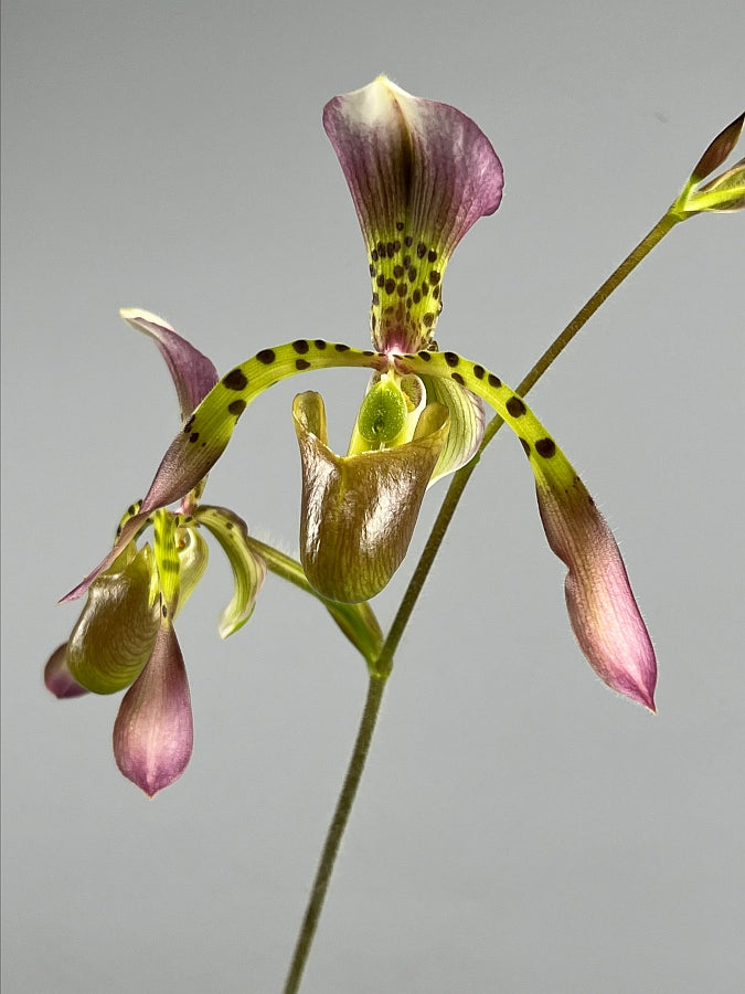 Paphiopedilum haynaldianum x Sib (Sami Vini x Purple Sorsai)