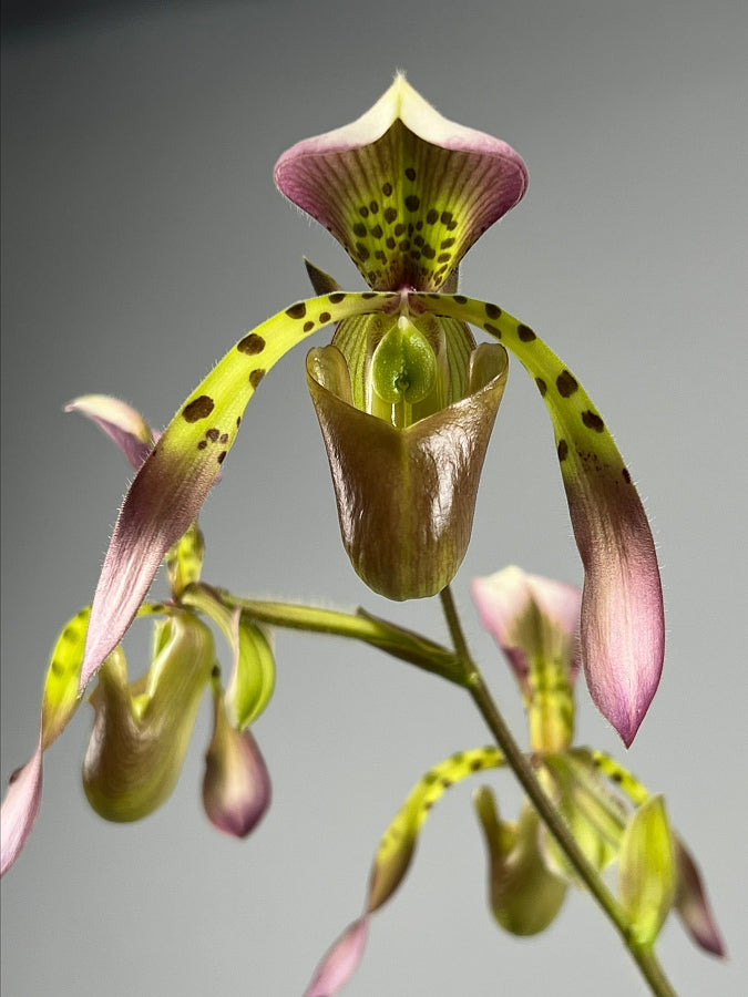 Paphiopedilum haynaldianum x Sib (Sami Vini x Purple Sorsai)