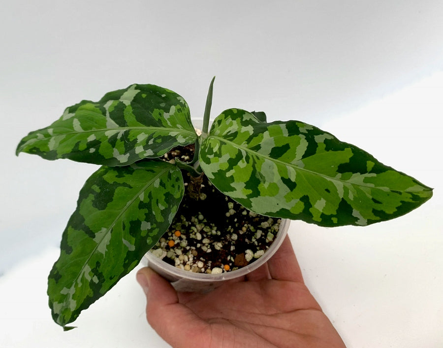 Aglaonema Pictum Tricolor