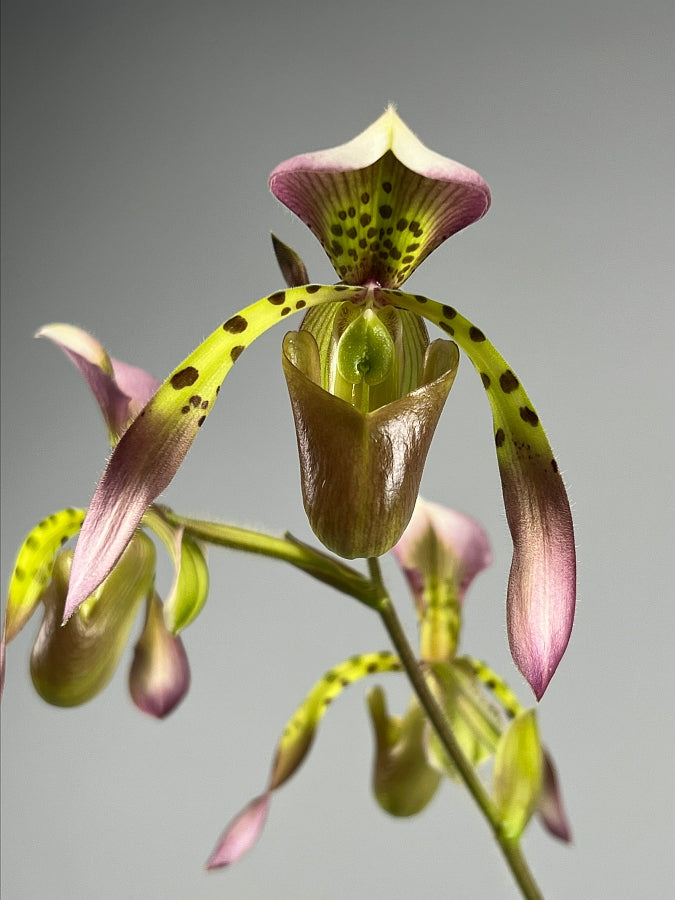 Paphiopedilum haynaldianum x Sib (Sami Vini x Purple Sorsai)