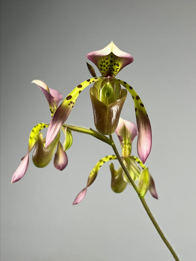Paphiopedilum haynaldianum x Sib (Sami Vini x Purple Sorsai)