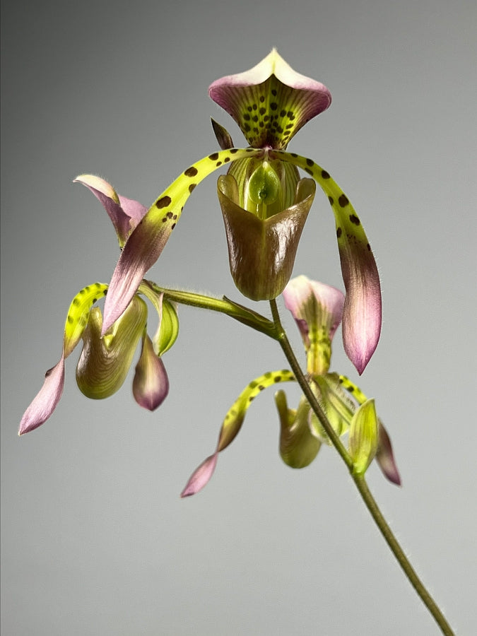 Paphiopedilum haynaldianum x Sib (Sami Vini x Purple Sorsai)