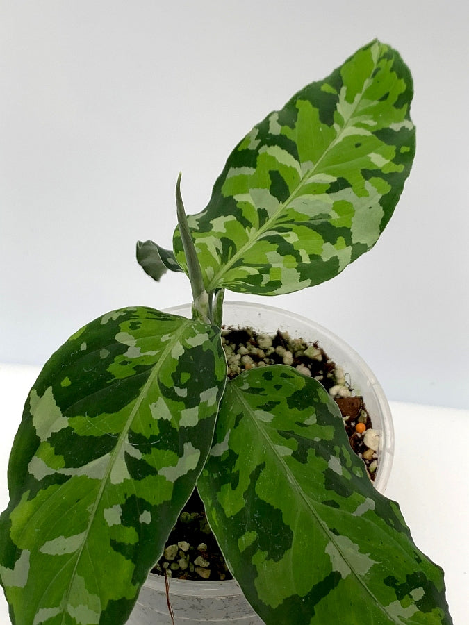 Aglaonema Pictum Tricolor