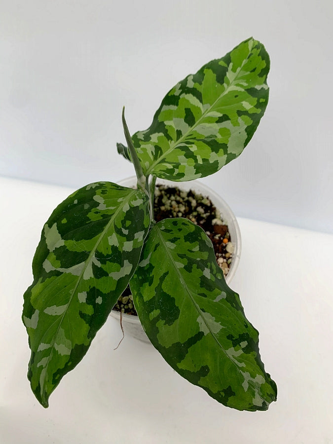 Aglaonema Pictum Tricolor
