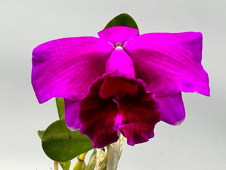 Laelia pumila ''Black Type''