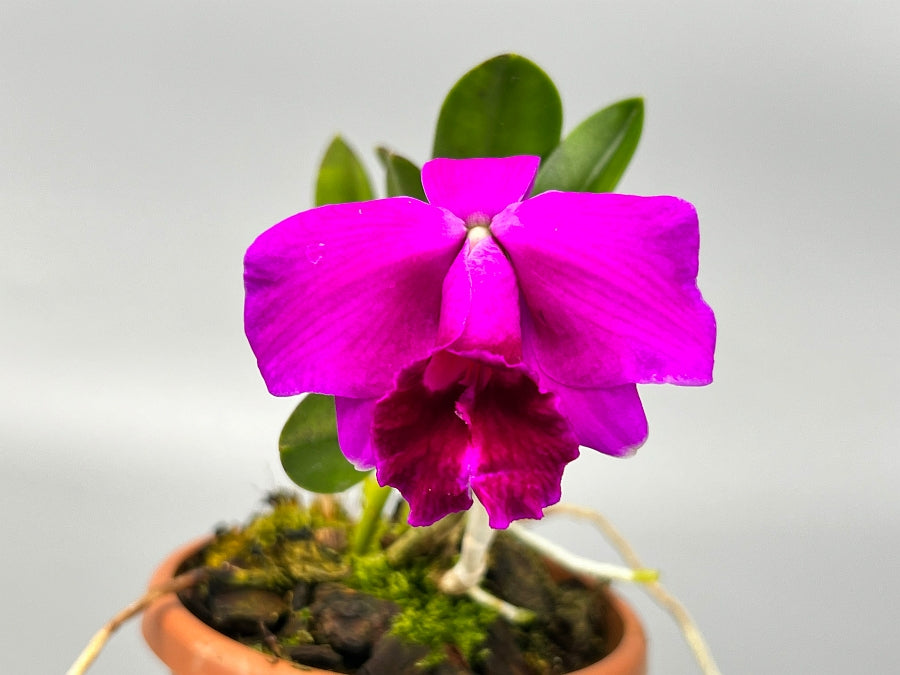 Laelia pumila ''Black Type''