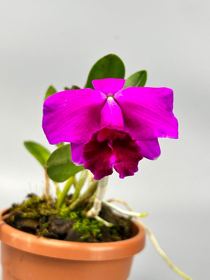 Laelia pumila ''Black Type''