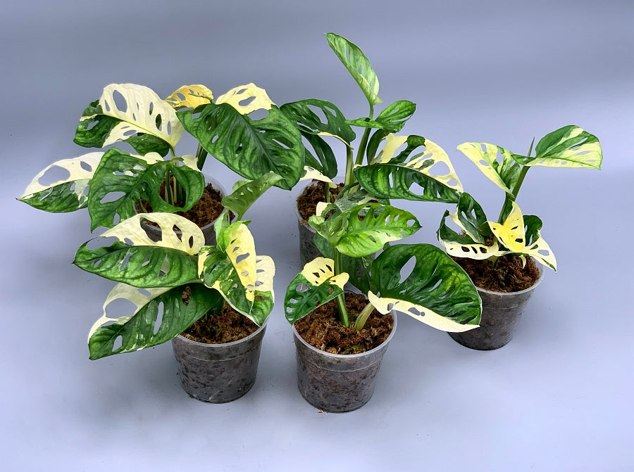 Monstera adansonii variegated Albo (3/4 Blätter)