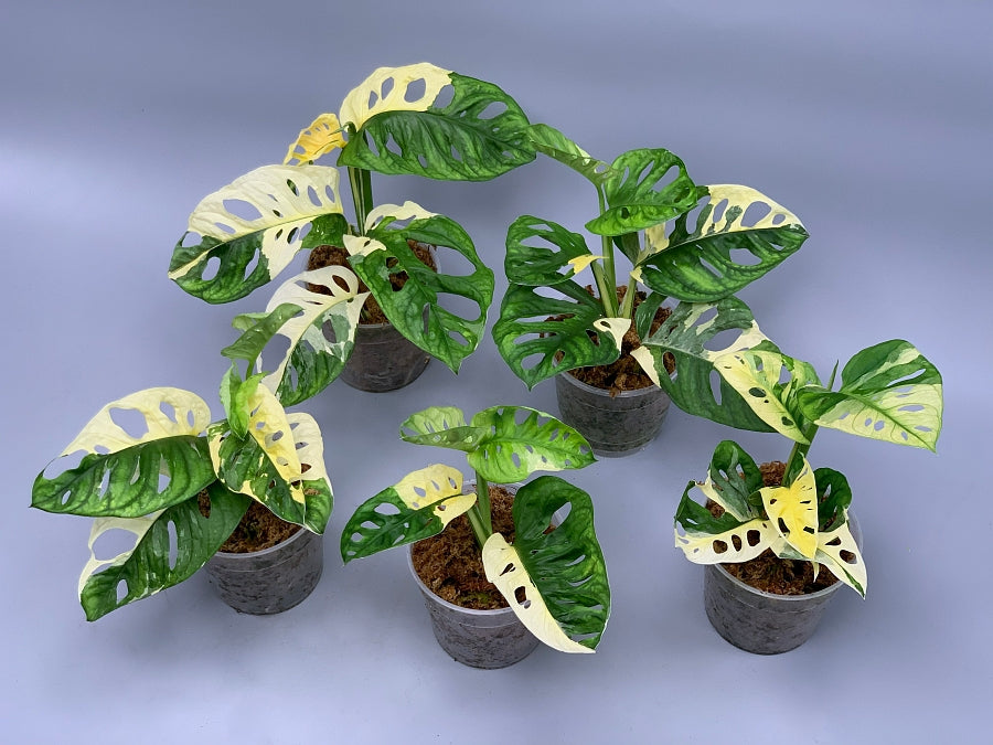 Monstera adansonii variegated Albo (3/4 Blätter)