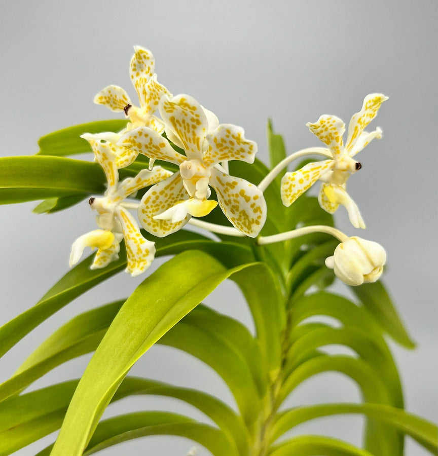 Vanda tricolor var semi alba